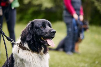 Dog during obedience training