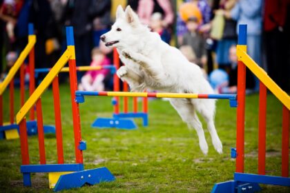 Dog Jumping Over Hurdle