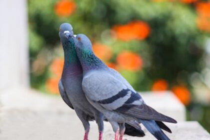 Pigeon sports: how to breed, train and compete with racing pigeons