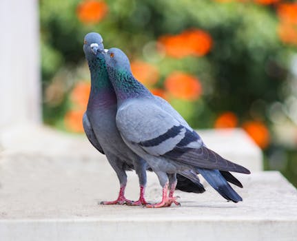 Pigeon sports: how to breed, train and compete with racing pigeons